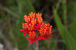 Fewflowered milkweed